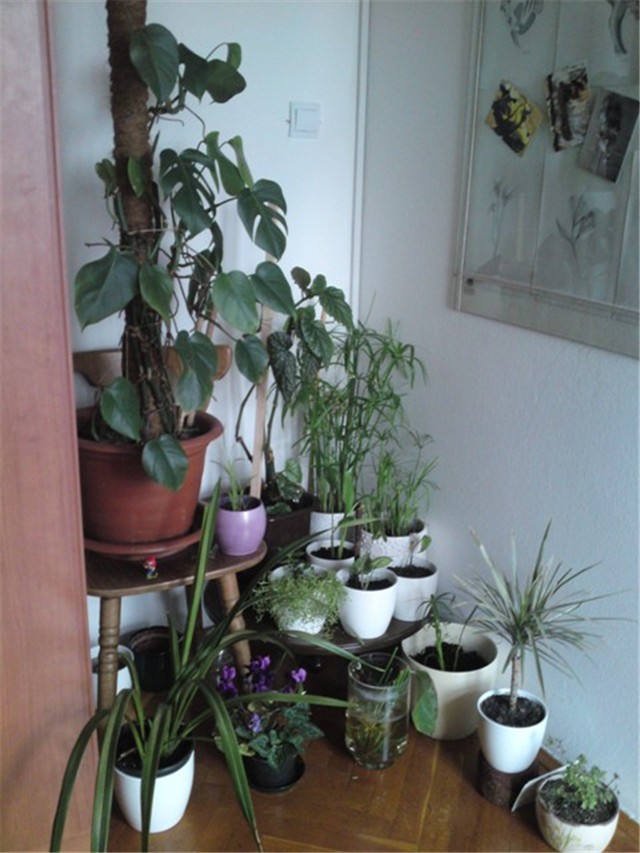 biljke